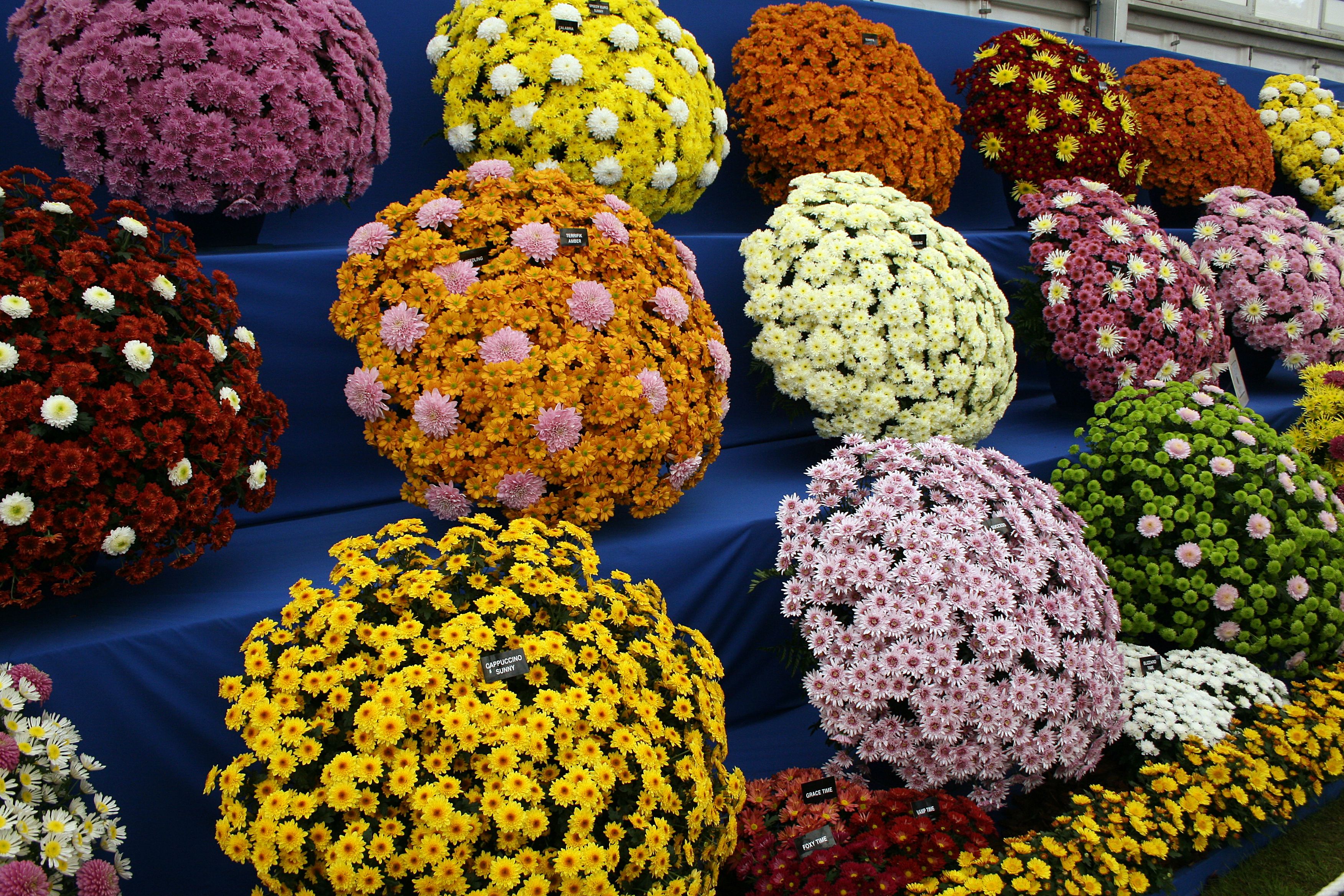 chrysanthemums-at-chelsea-flower-show
