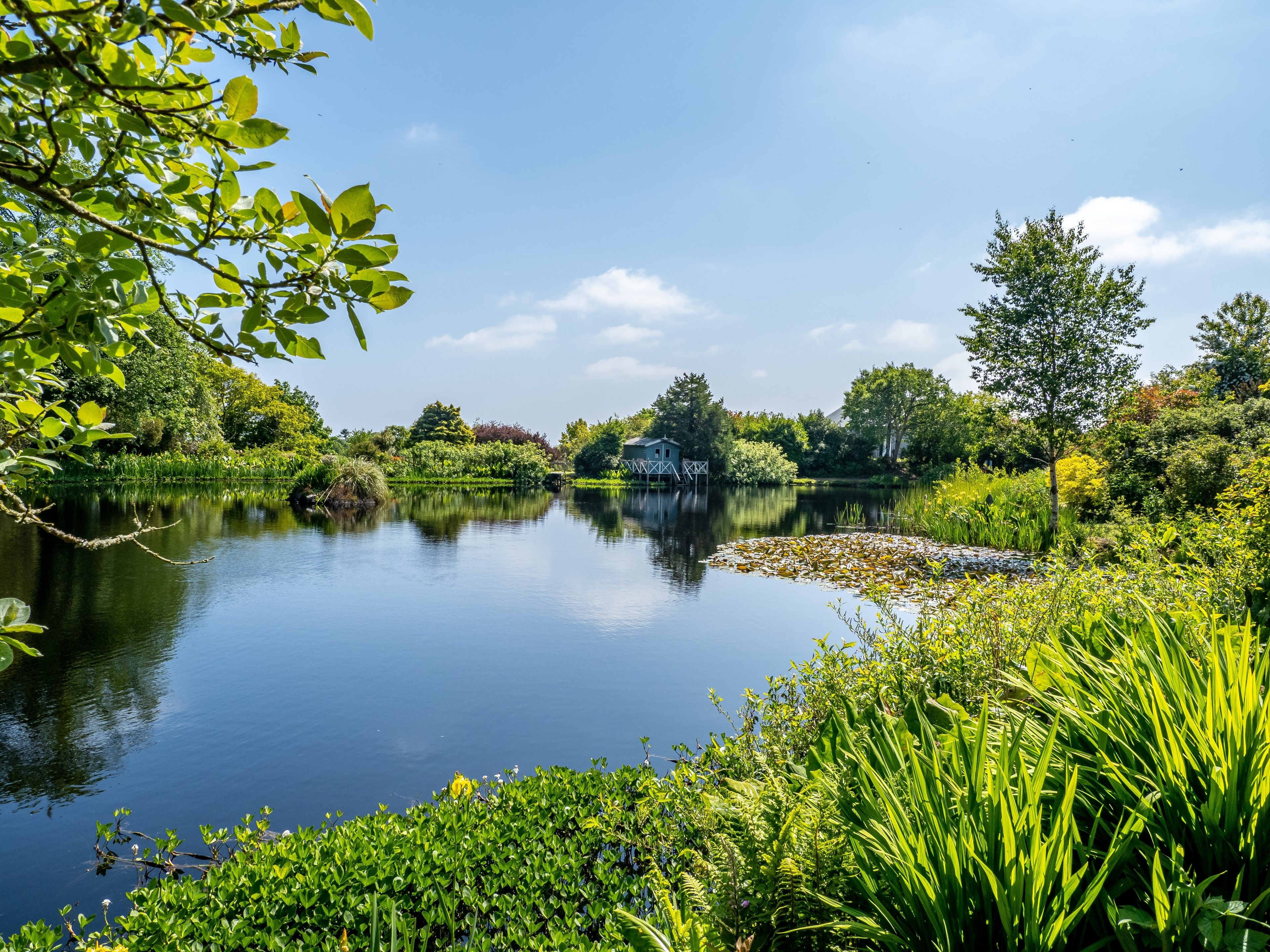 Scotland: The Best Rhododendron Gardens in the World?