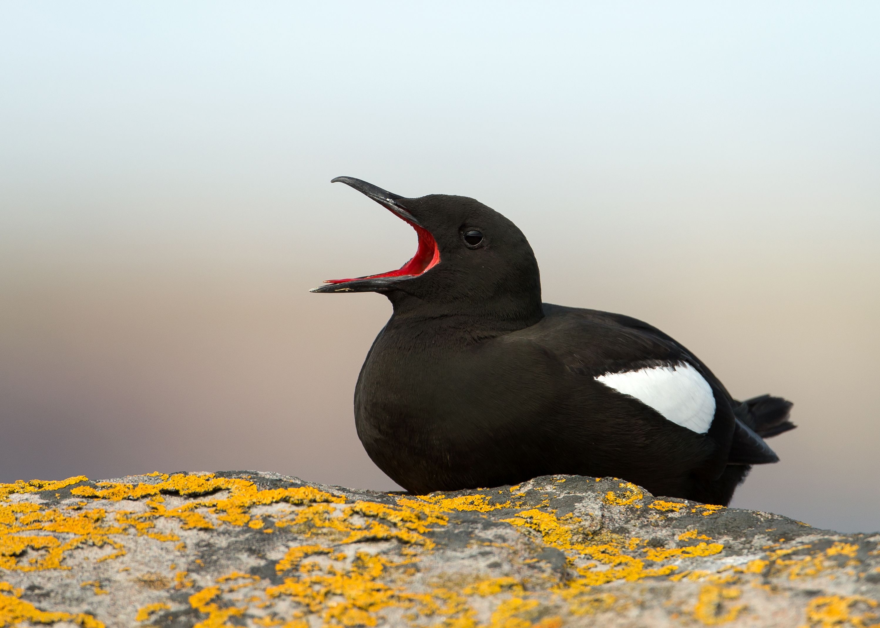 black-guillemot-on-a-rock-shetland-170789792