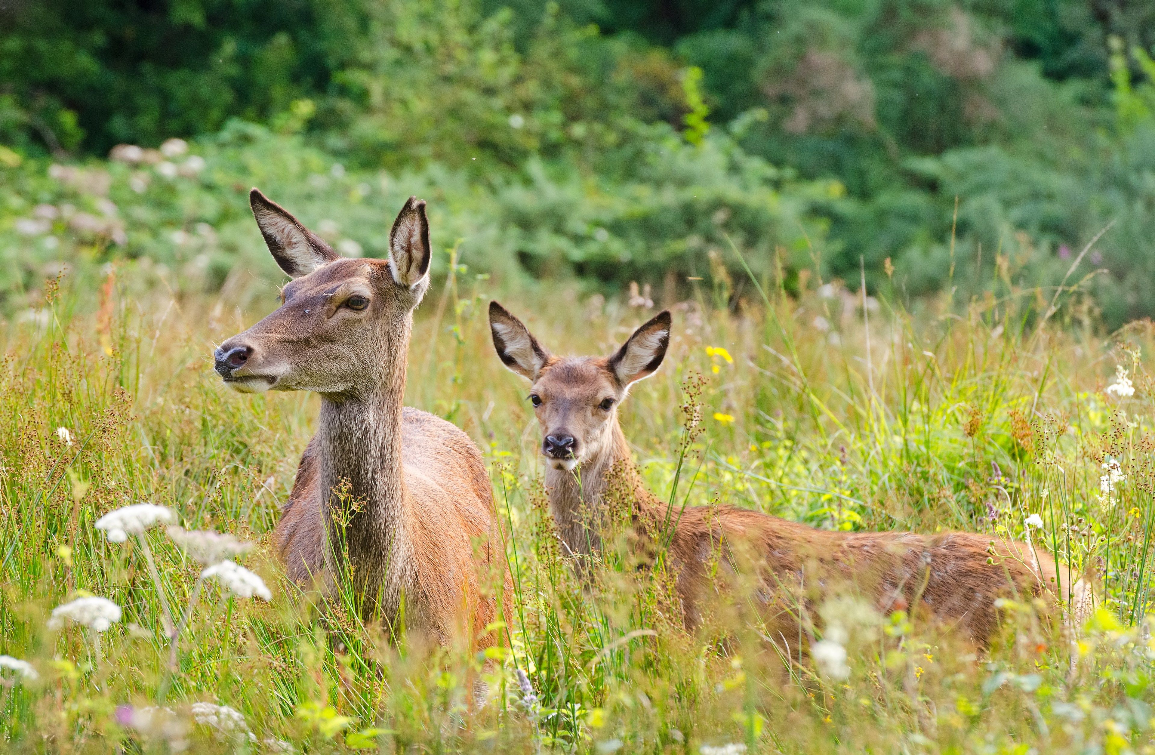 Deer in Highland Wildlife Park