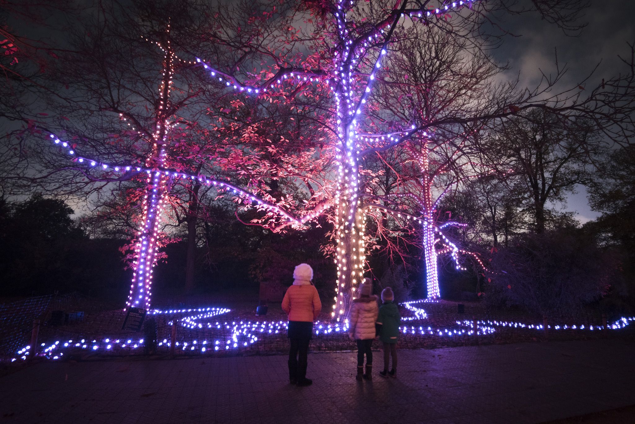RHS Wisley Glow and Christmas at Kew