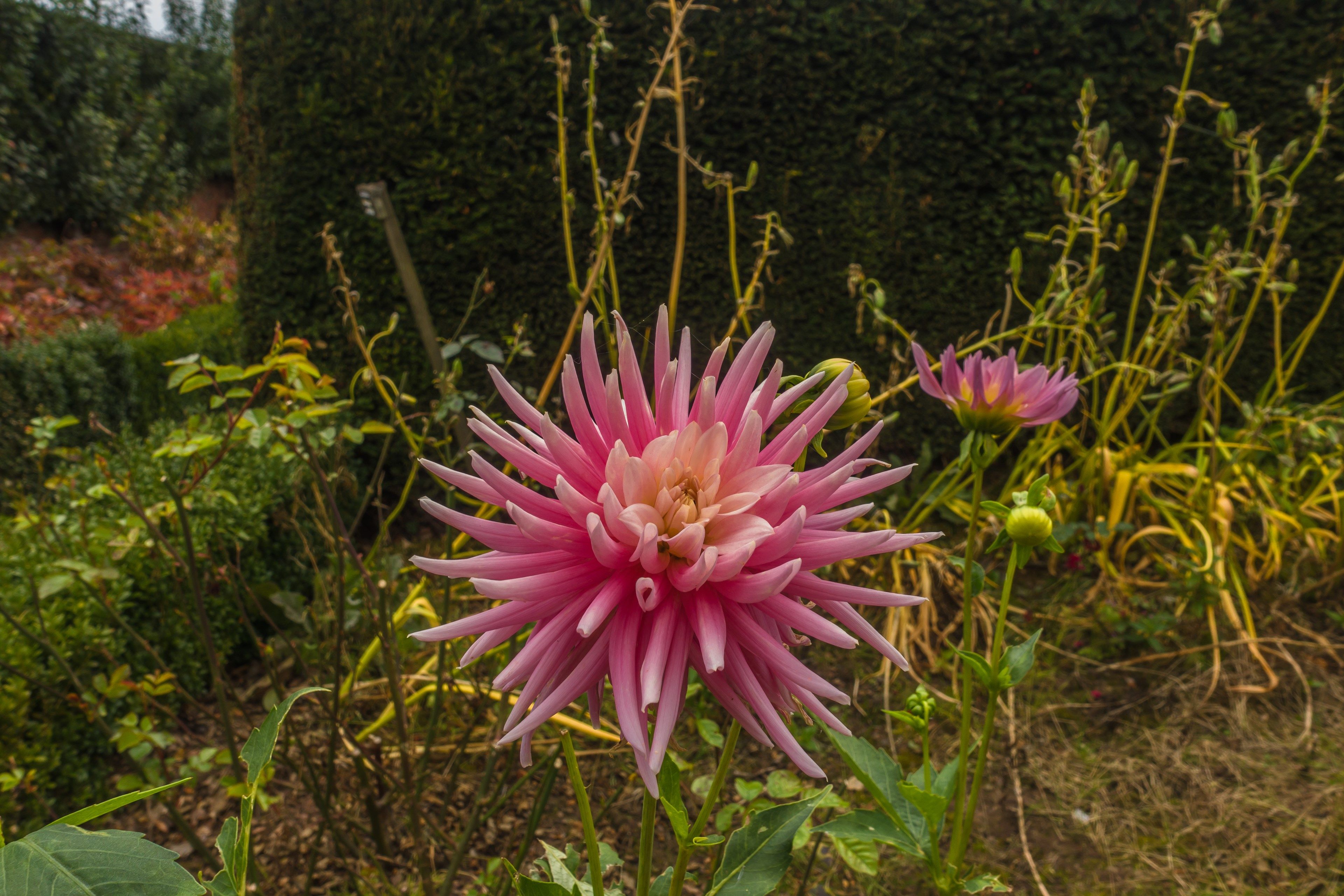 Pink Dahlia At Manderston House