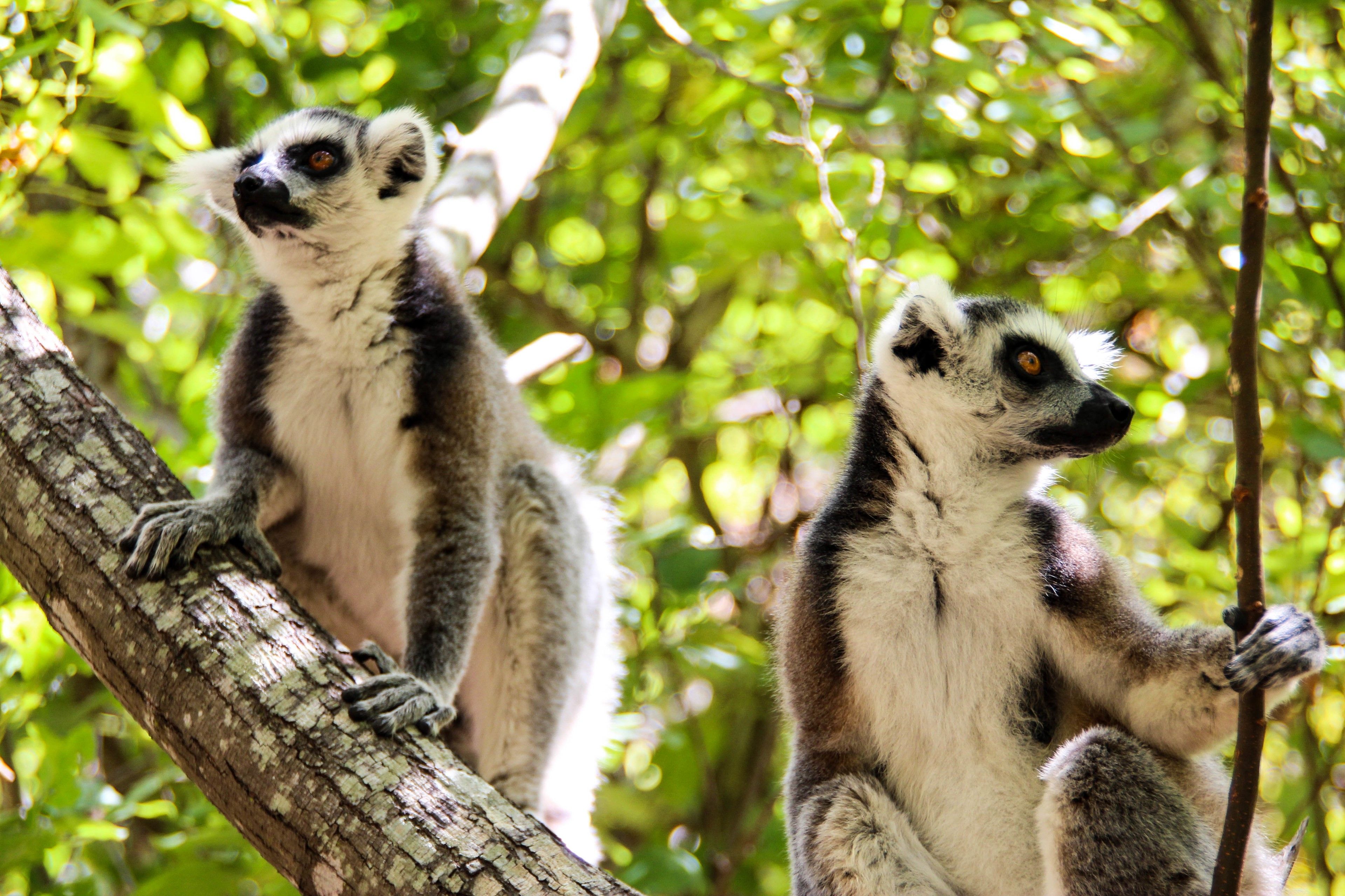 Flora and Fauna of Madagascar