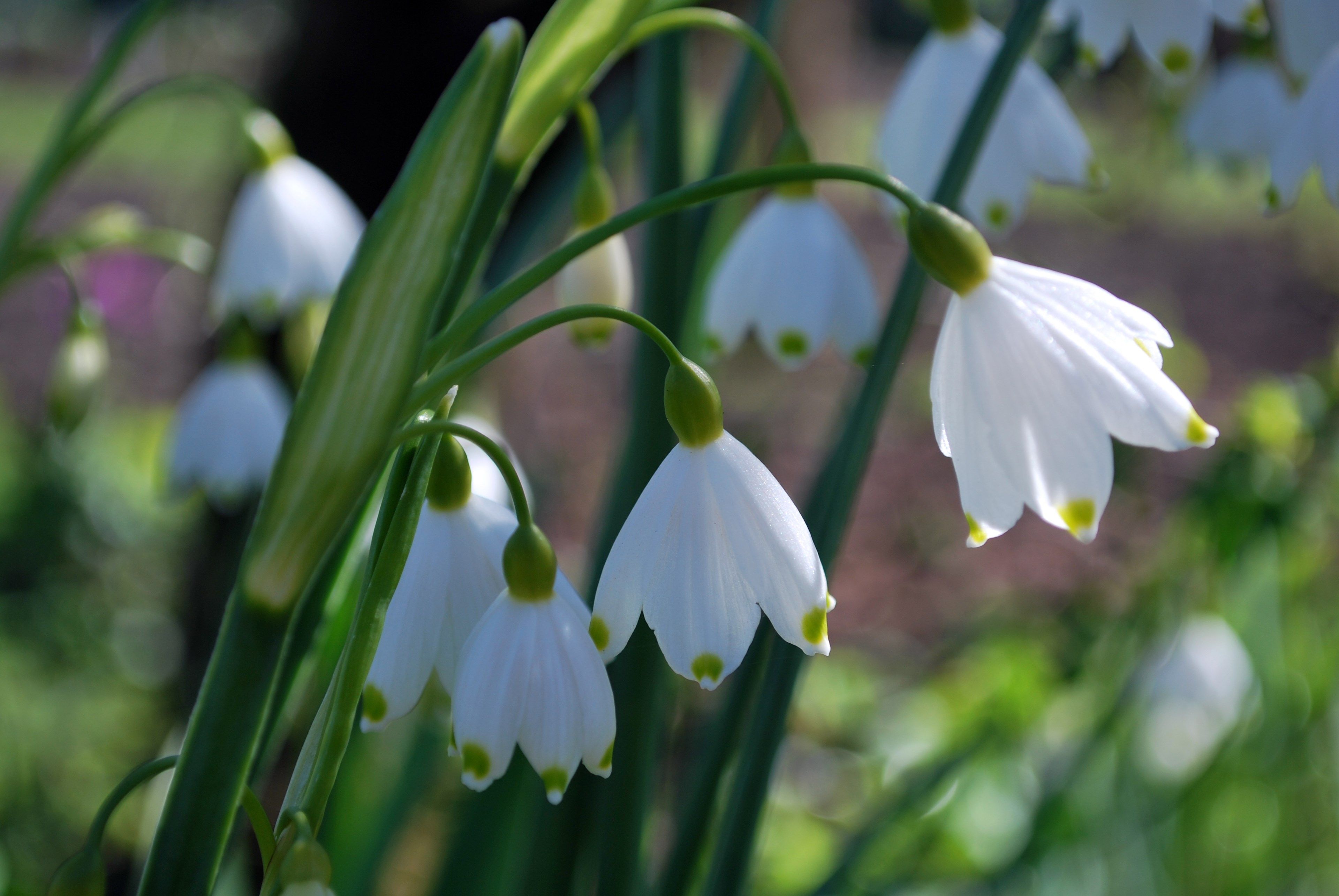 snowdrops_1635710830