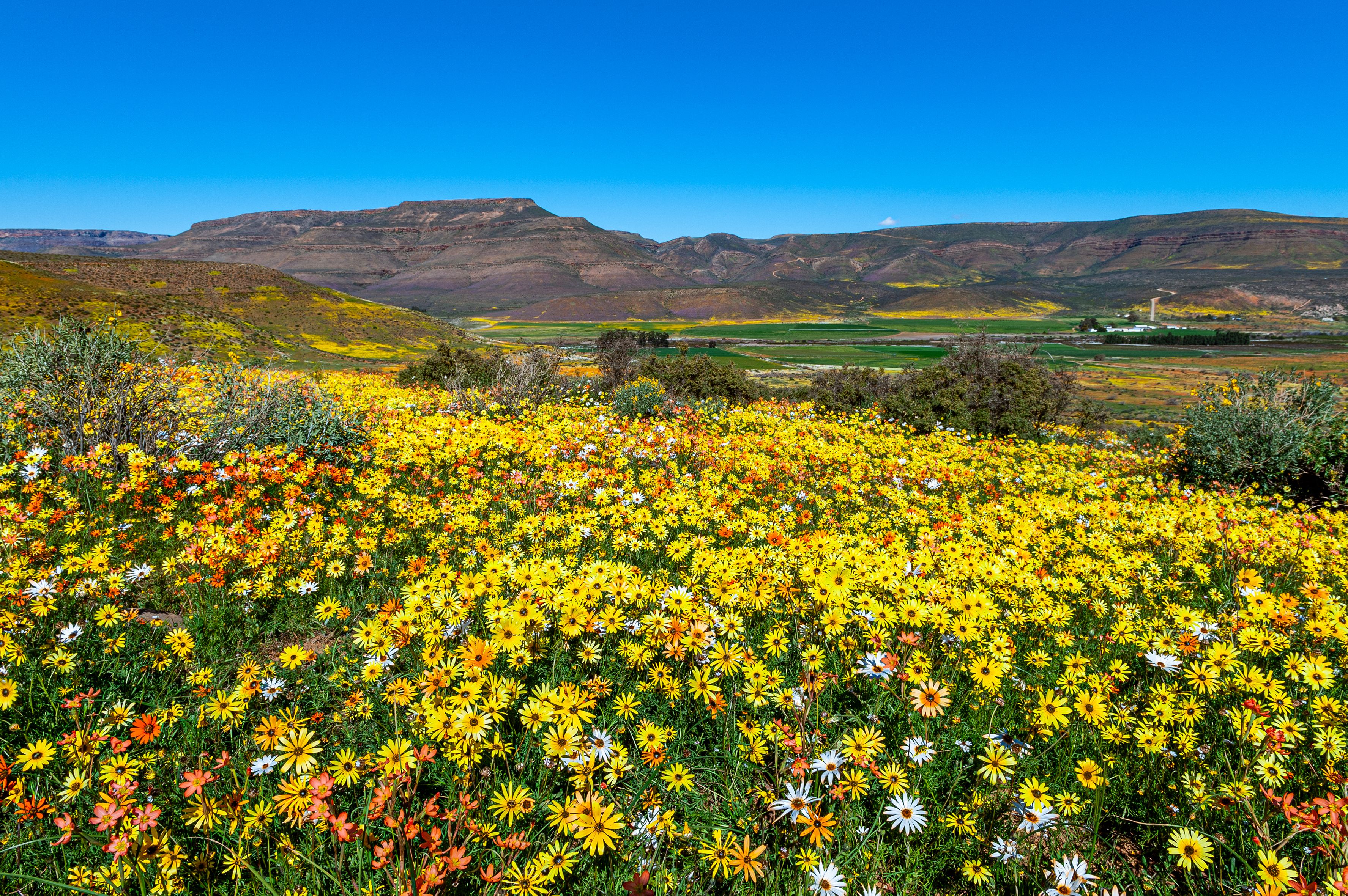 Spring Flowers of Namaqualand