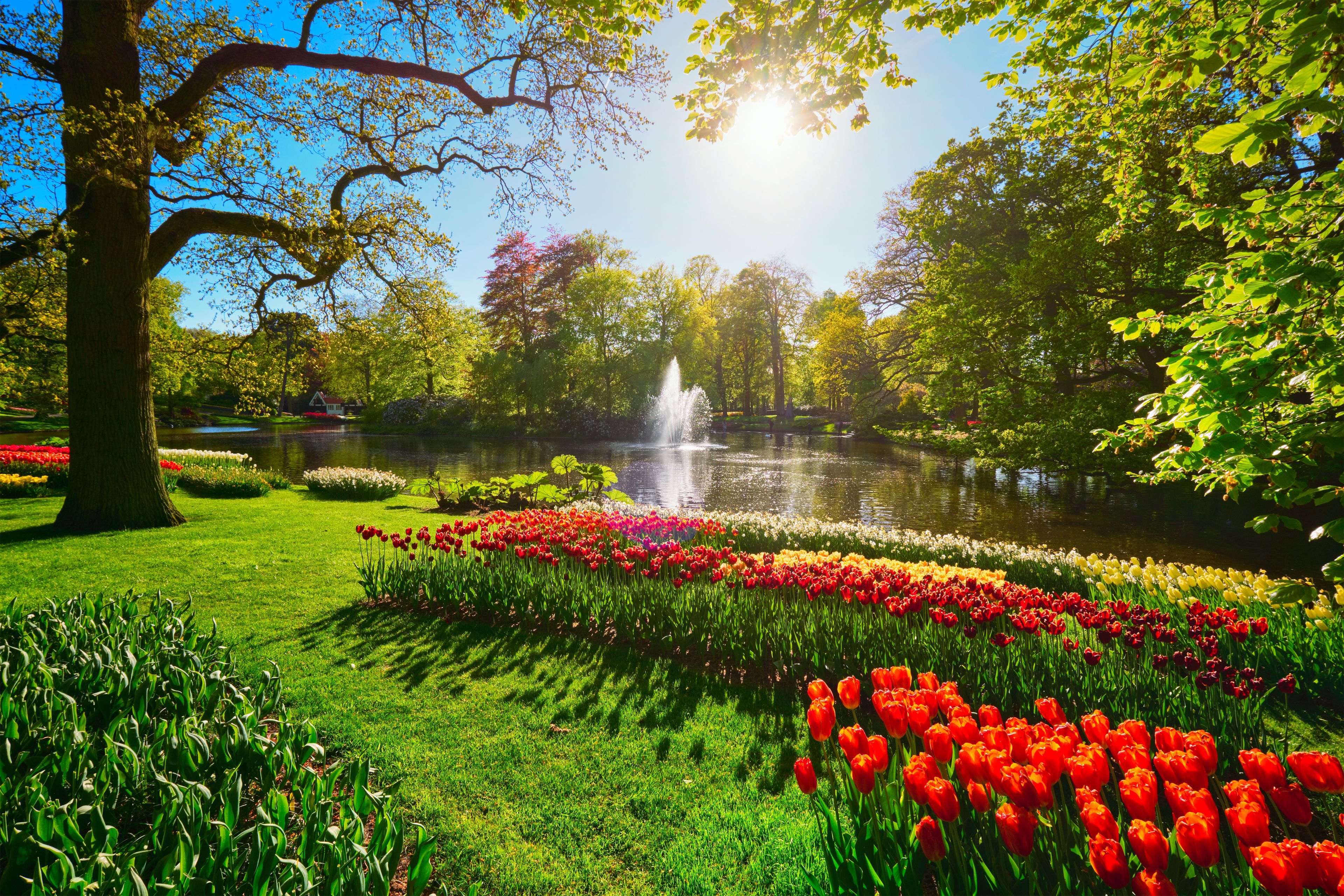 Tulips of Keukenhof & Dutch Gardens