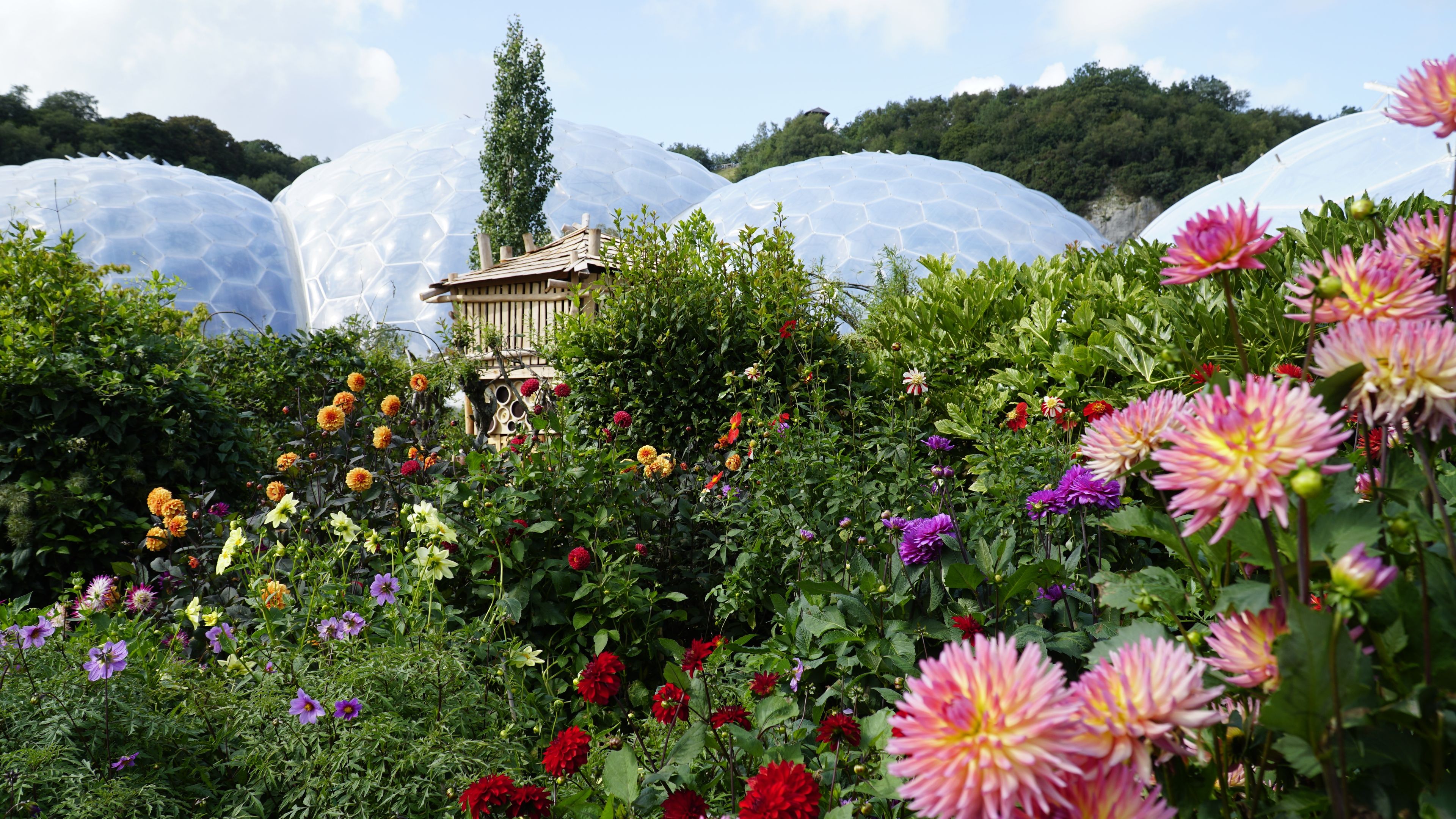 Gardens of Cornwall & the 25th Anniversary of the Eden Project