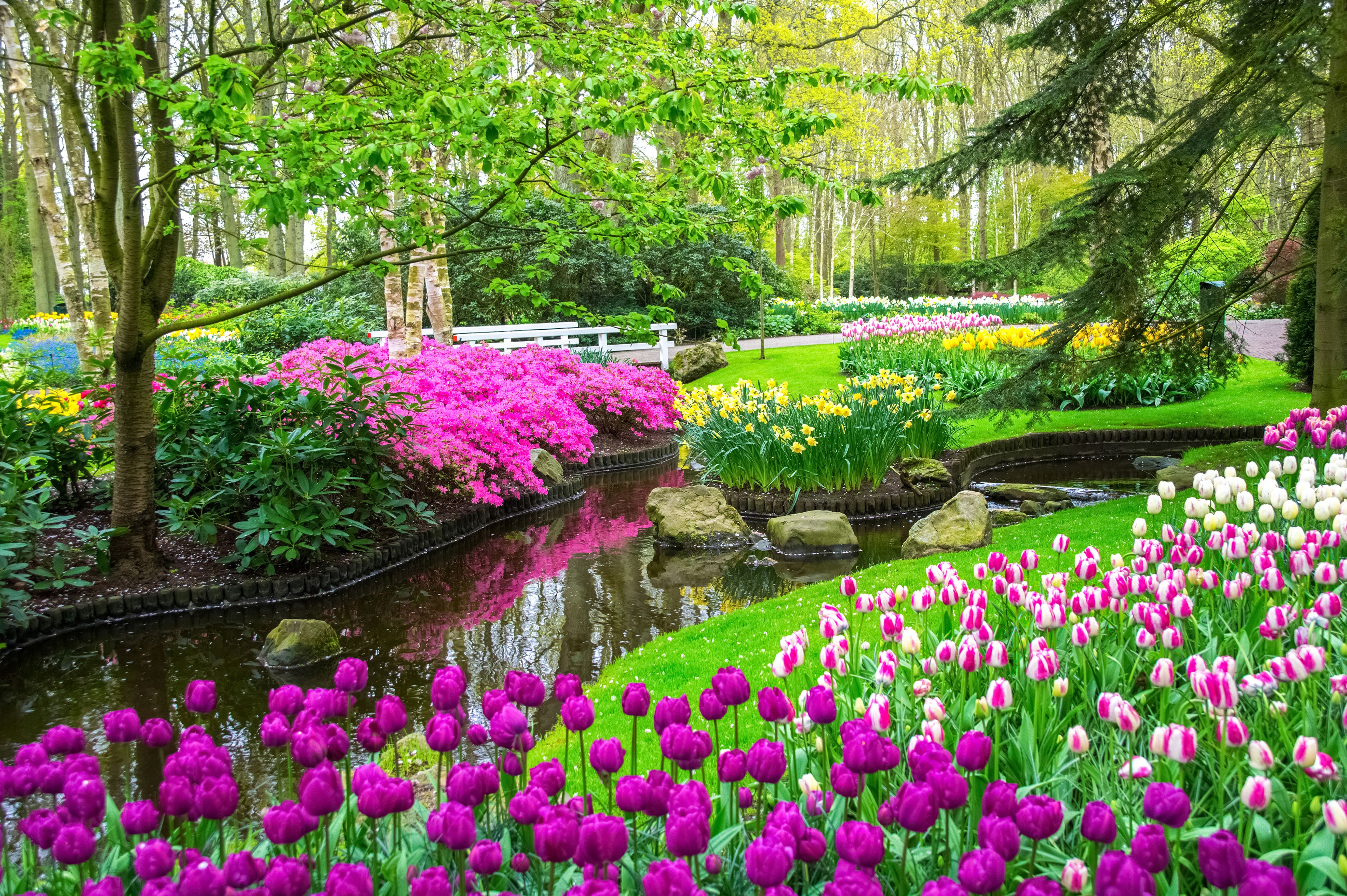 Holland & the Tulips of Keukenhof