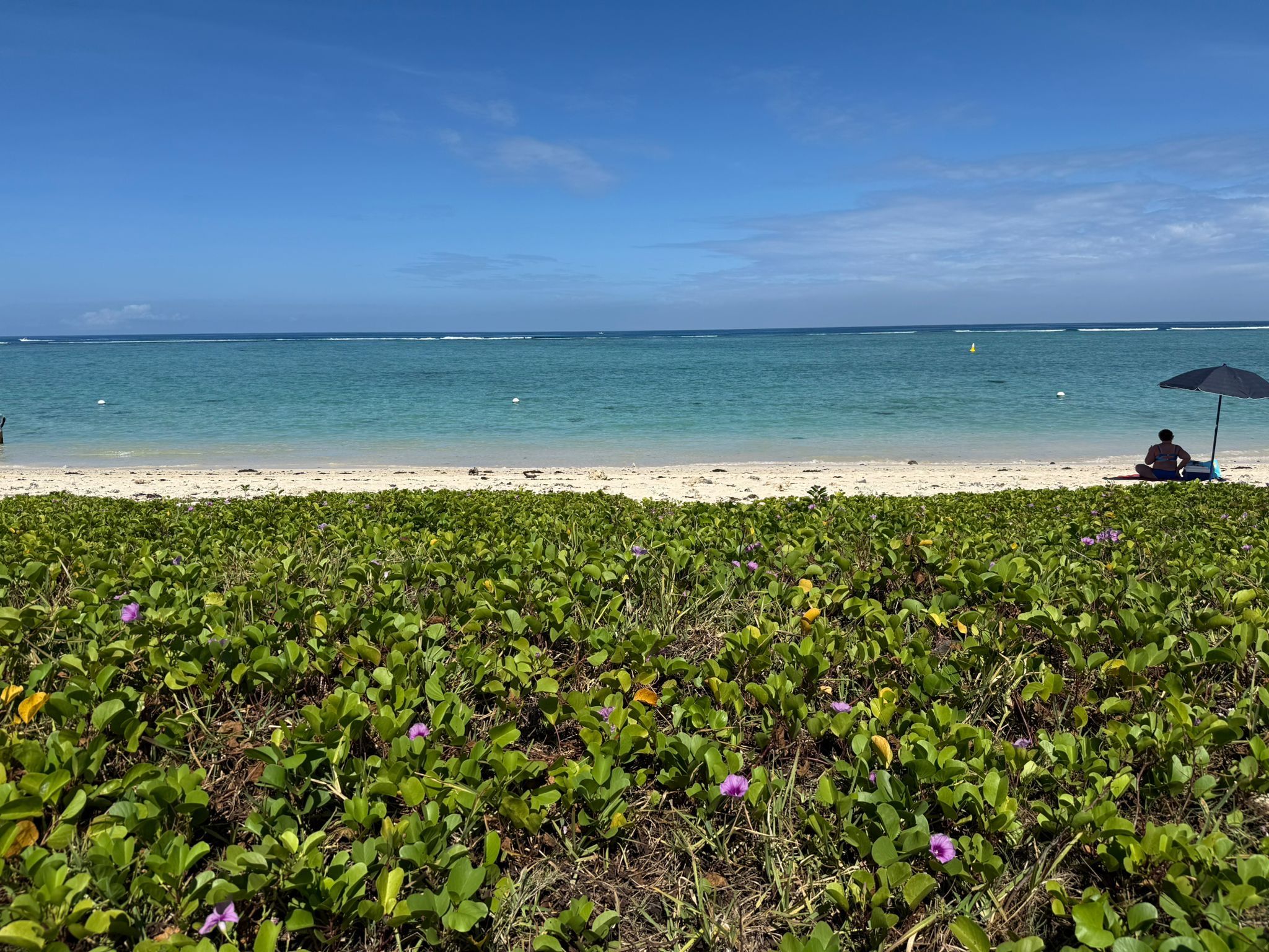 Exploring the Gardens of Mauritius: A Botanical Journey Through the Island