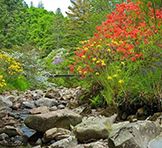 Crarae Garden