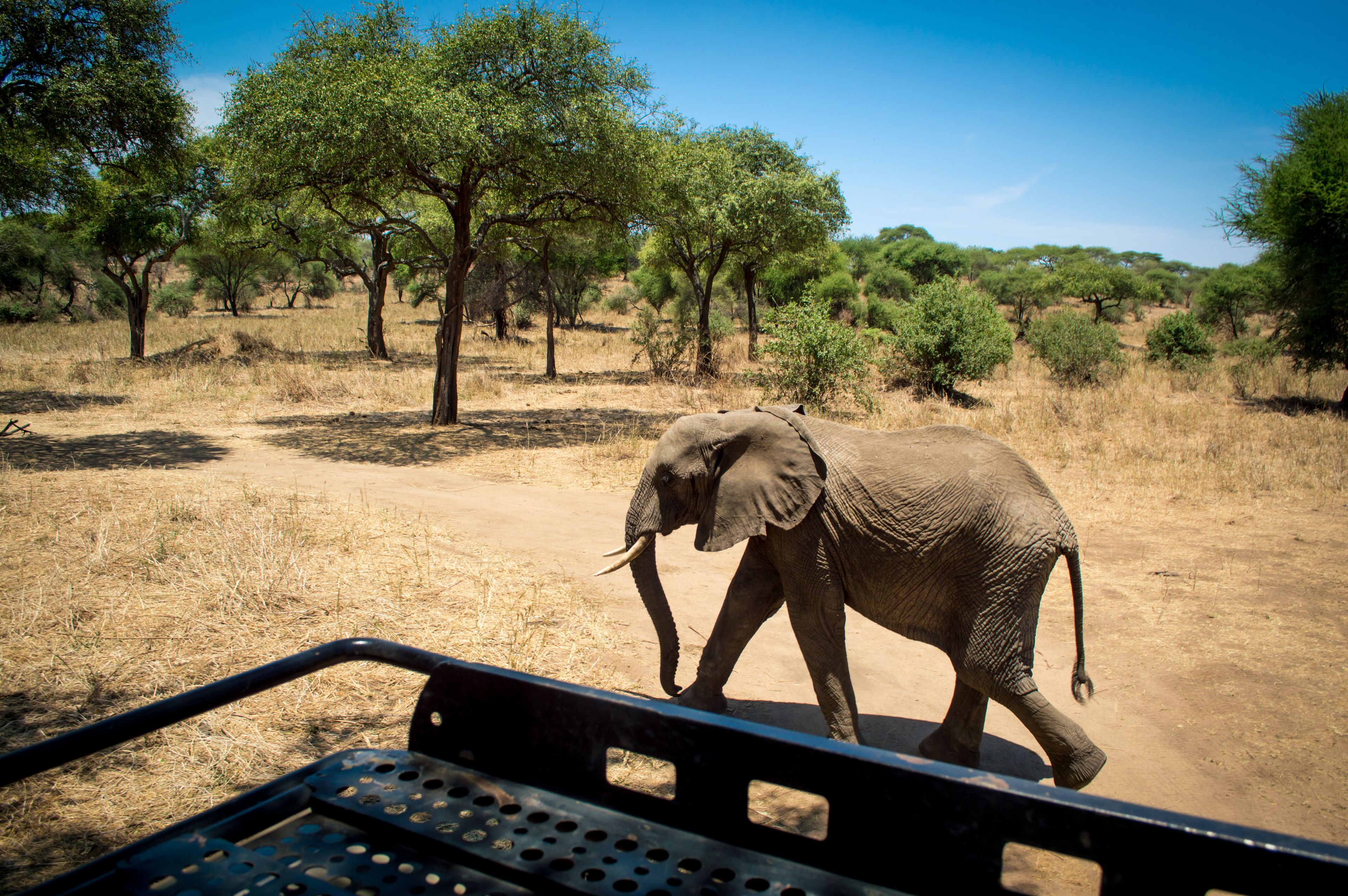 Birdwatching & Wildlife Safaris in Tanzania