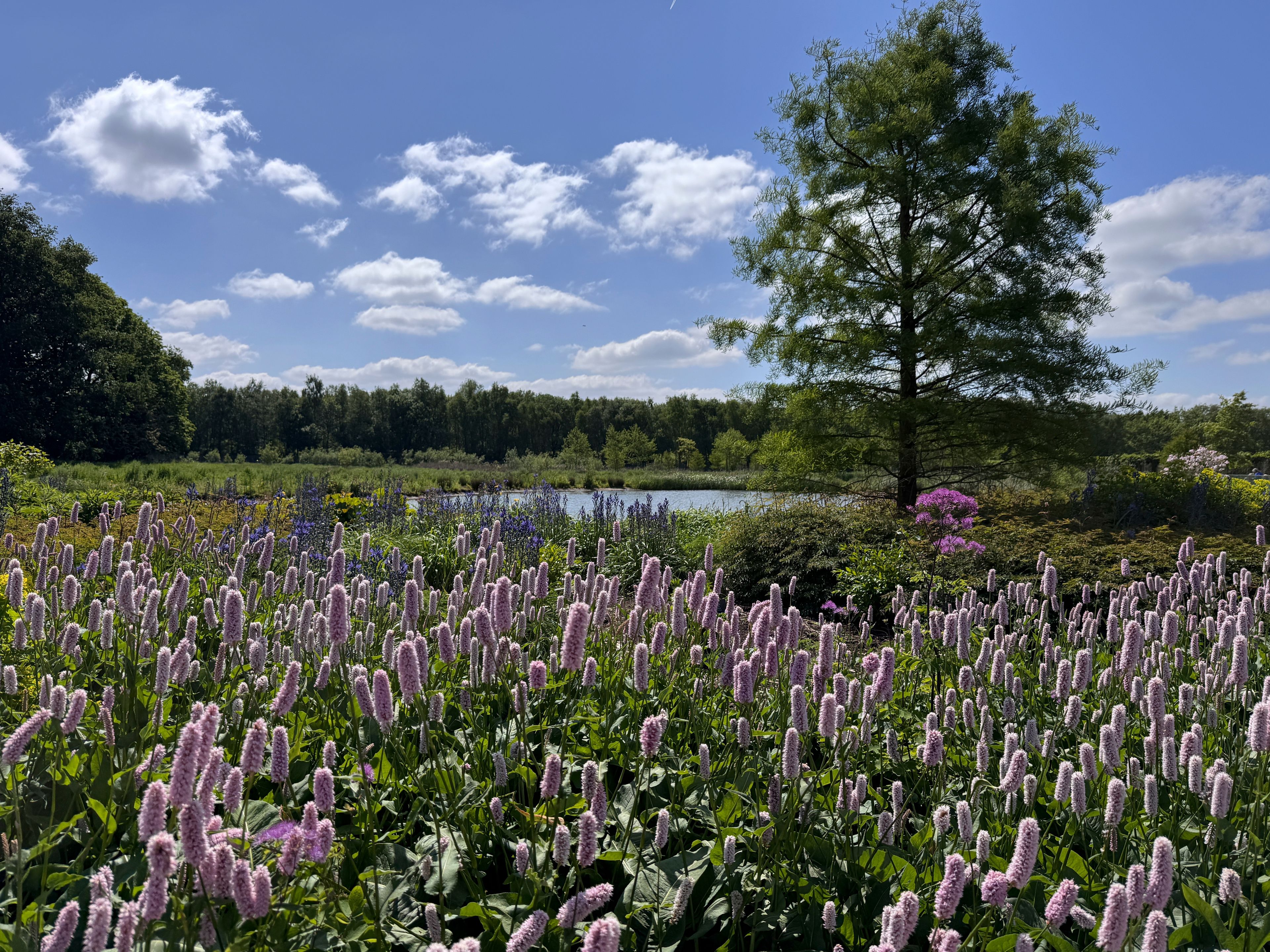 The Rise of Naturalistic Planting and the Gardens of Tom Stuart-Smith 