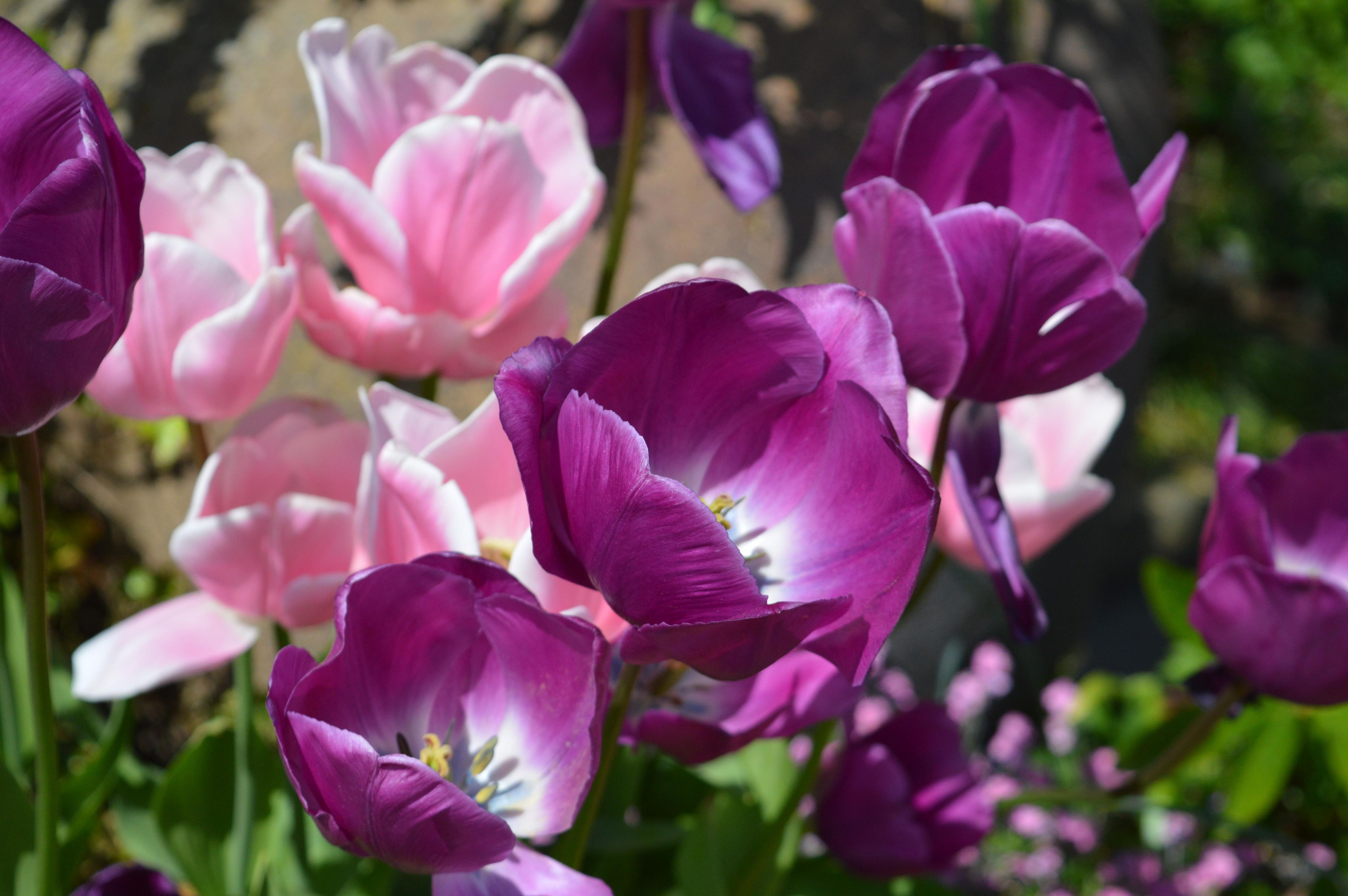 2. RHS Garden Bridgewater, Greater Manchester