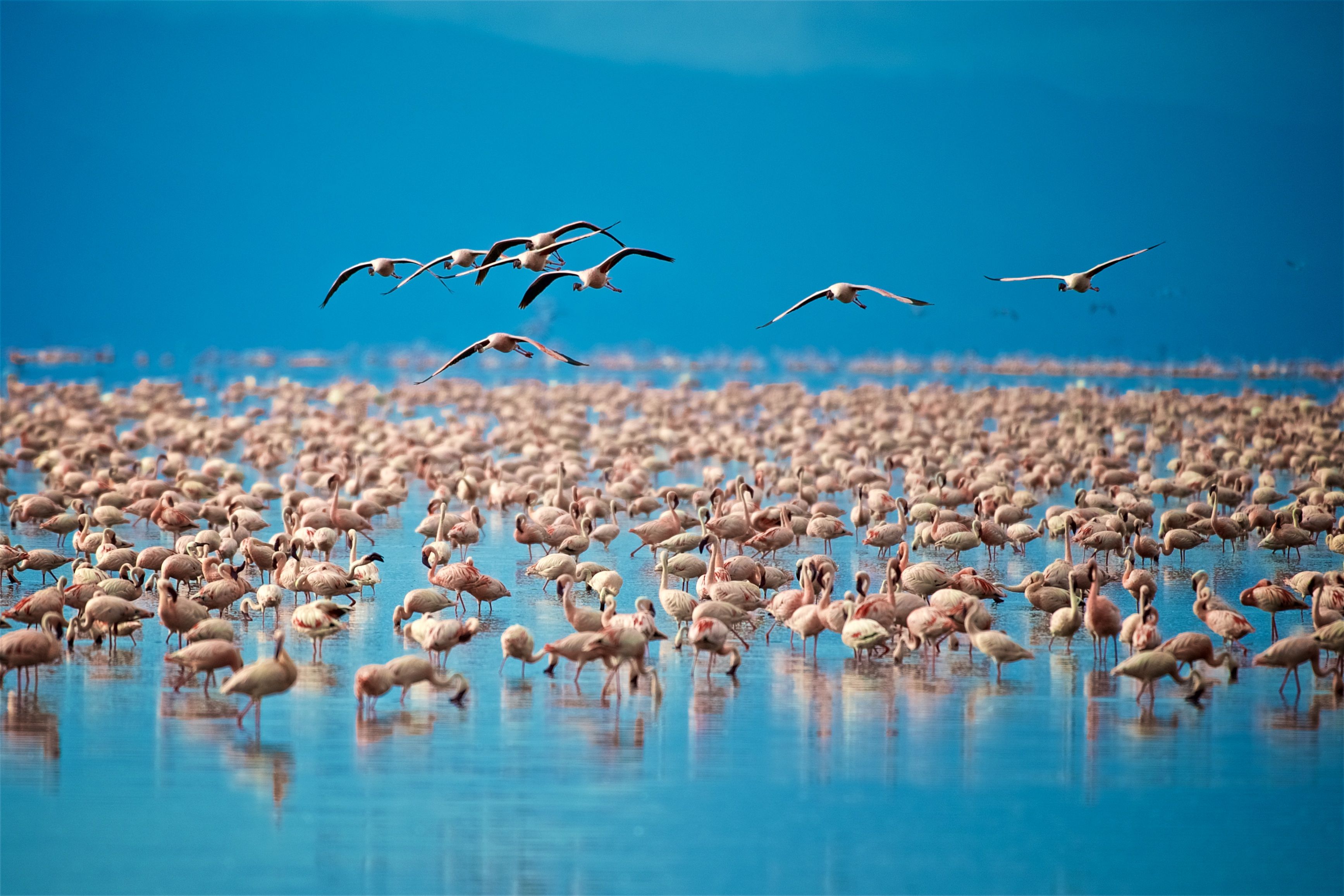 Birdwatching and Wildlife Safaris in Tanzania
