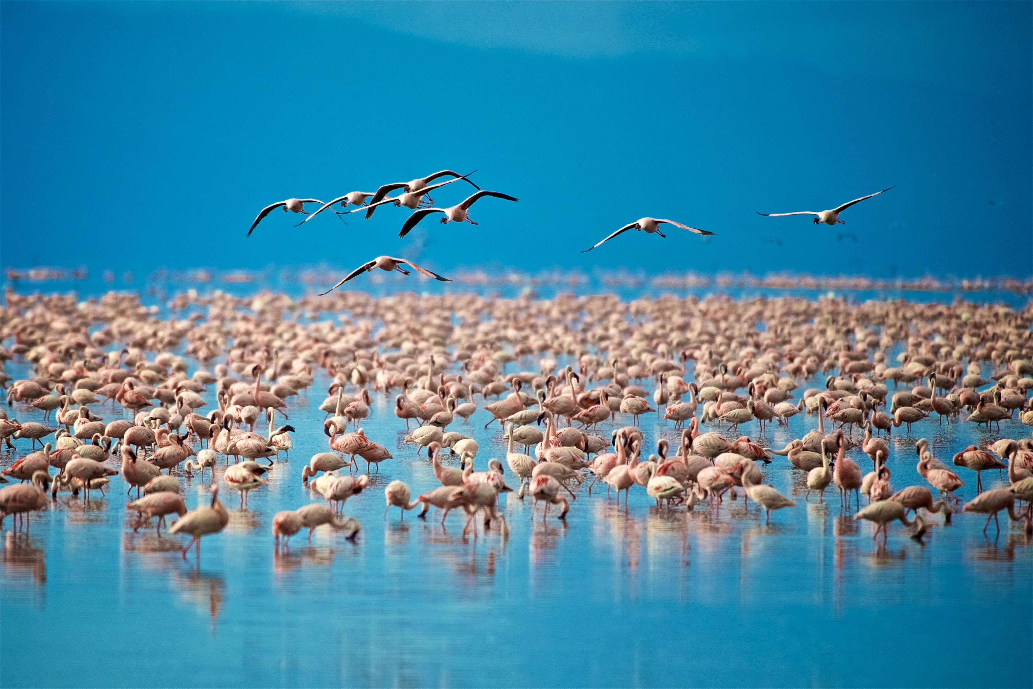 Birdwatching and Wildlife Safaris in Tanzania