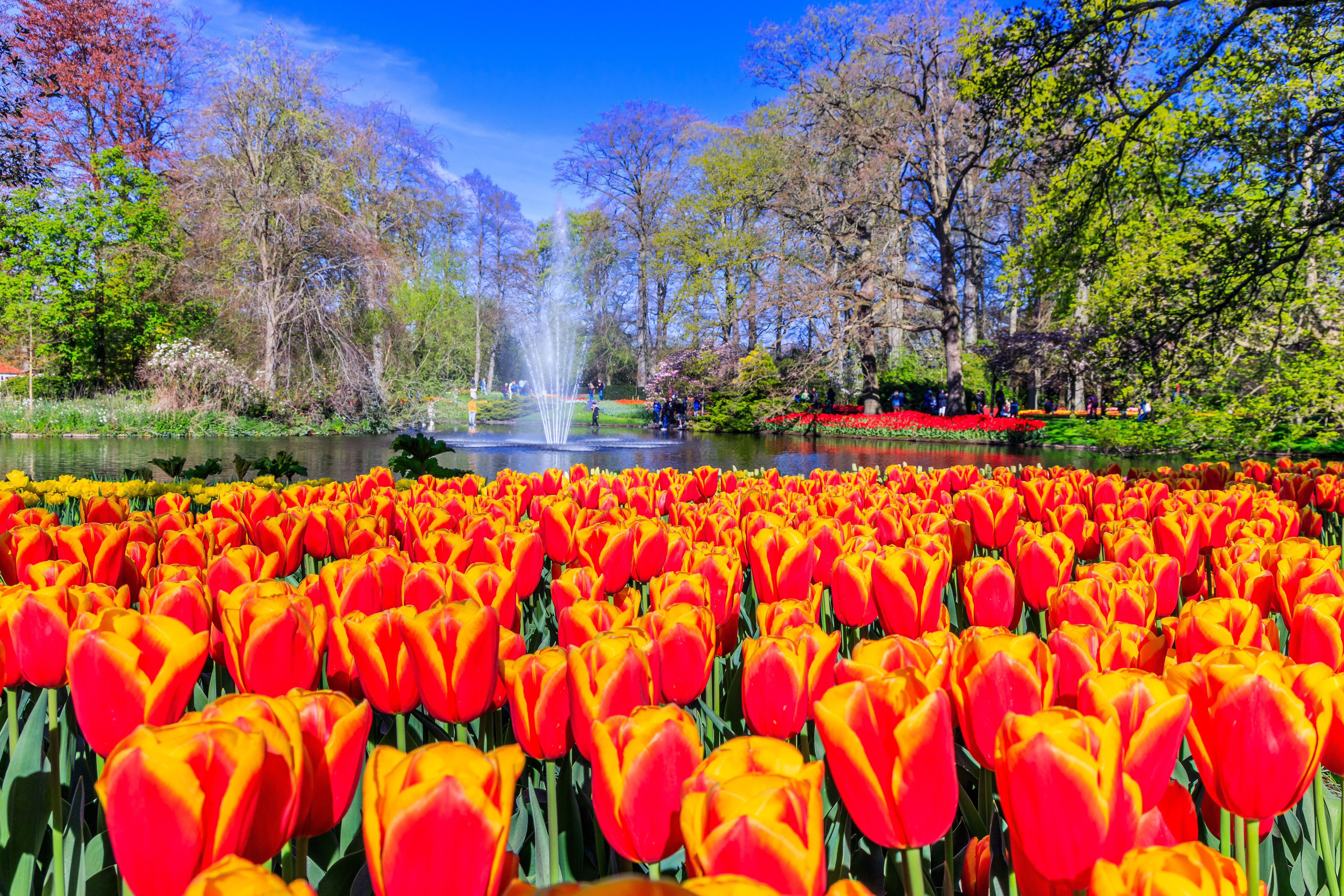 Dutch Bulbfields in Spring