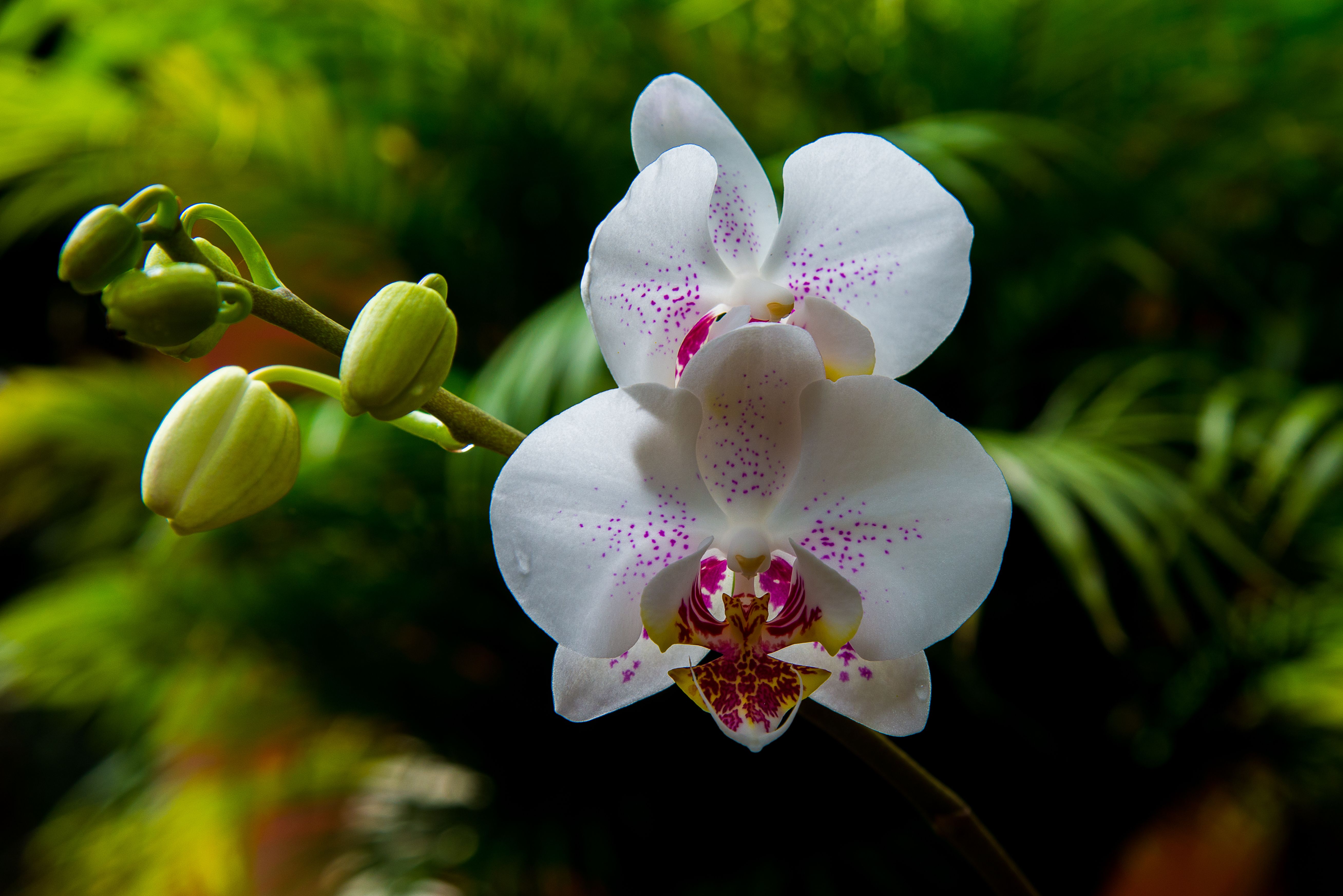 Orchids, Costa Rica
