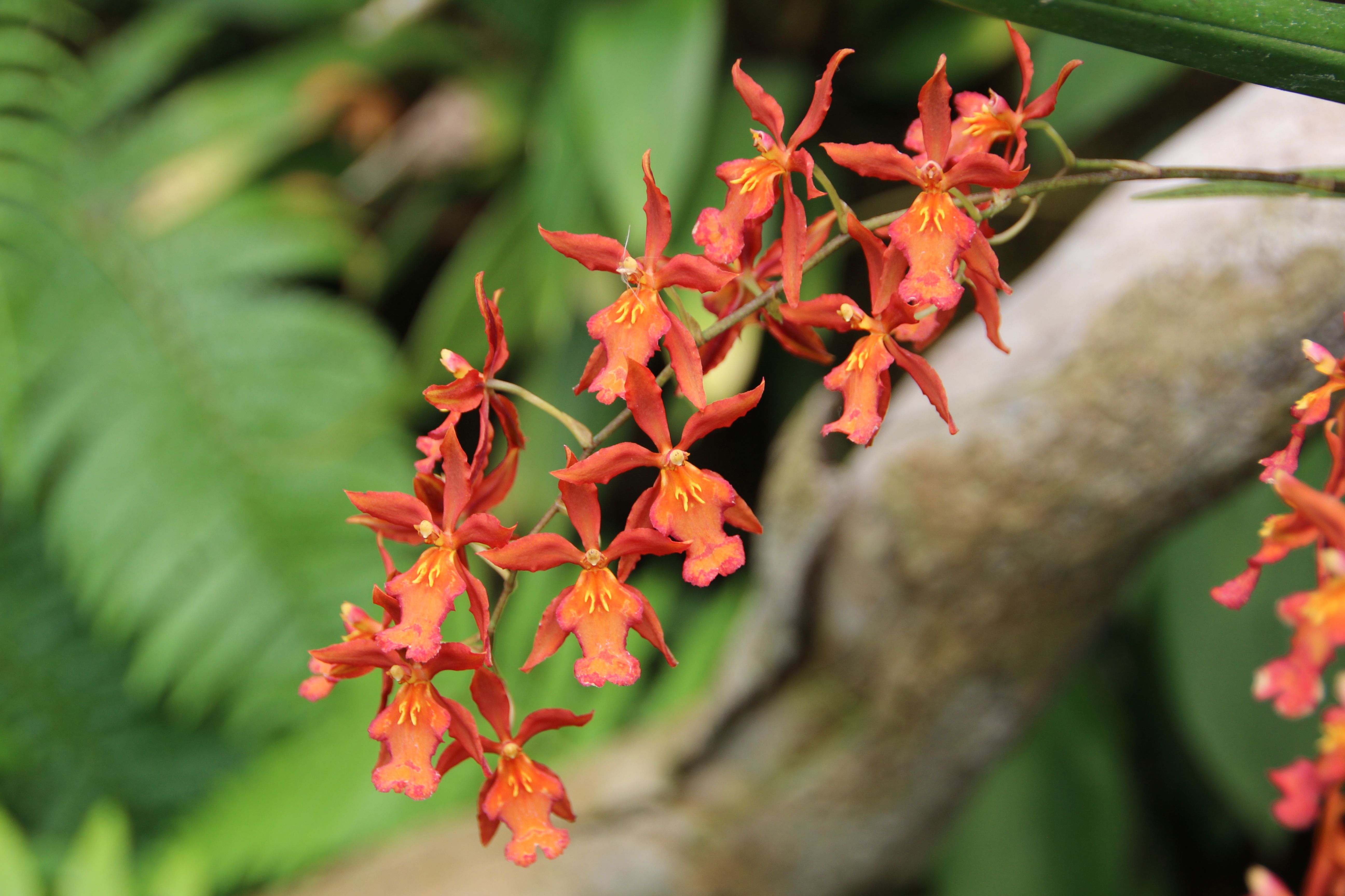 Orchids, Botanic Gardens, Quito