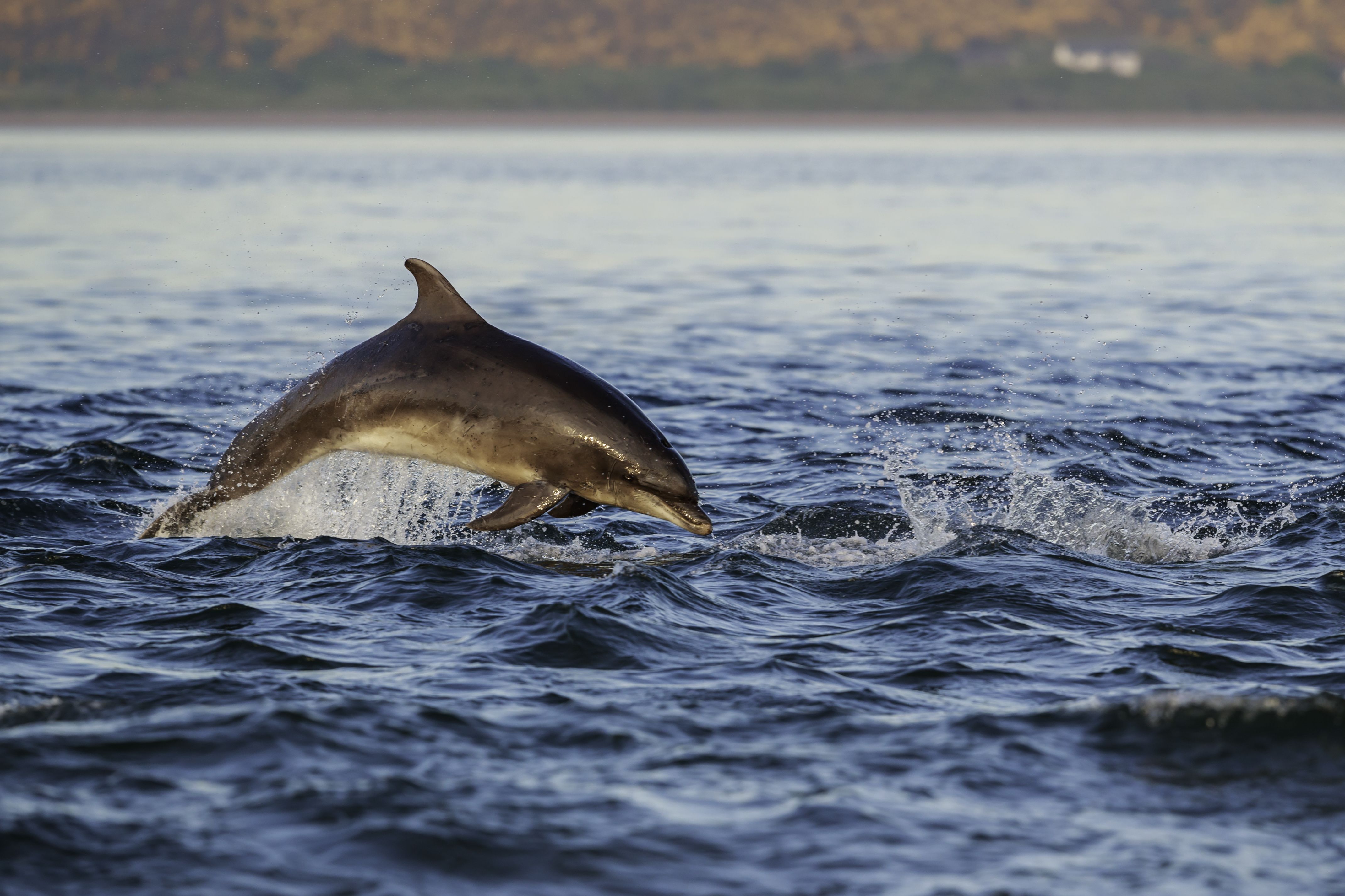 Scotland: Highland Wildlife Safari