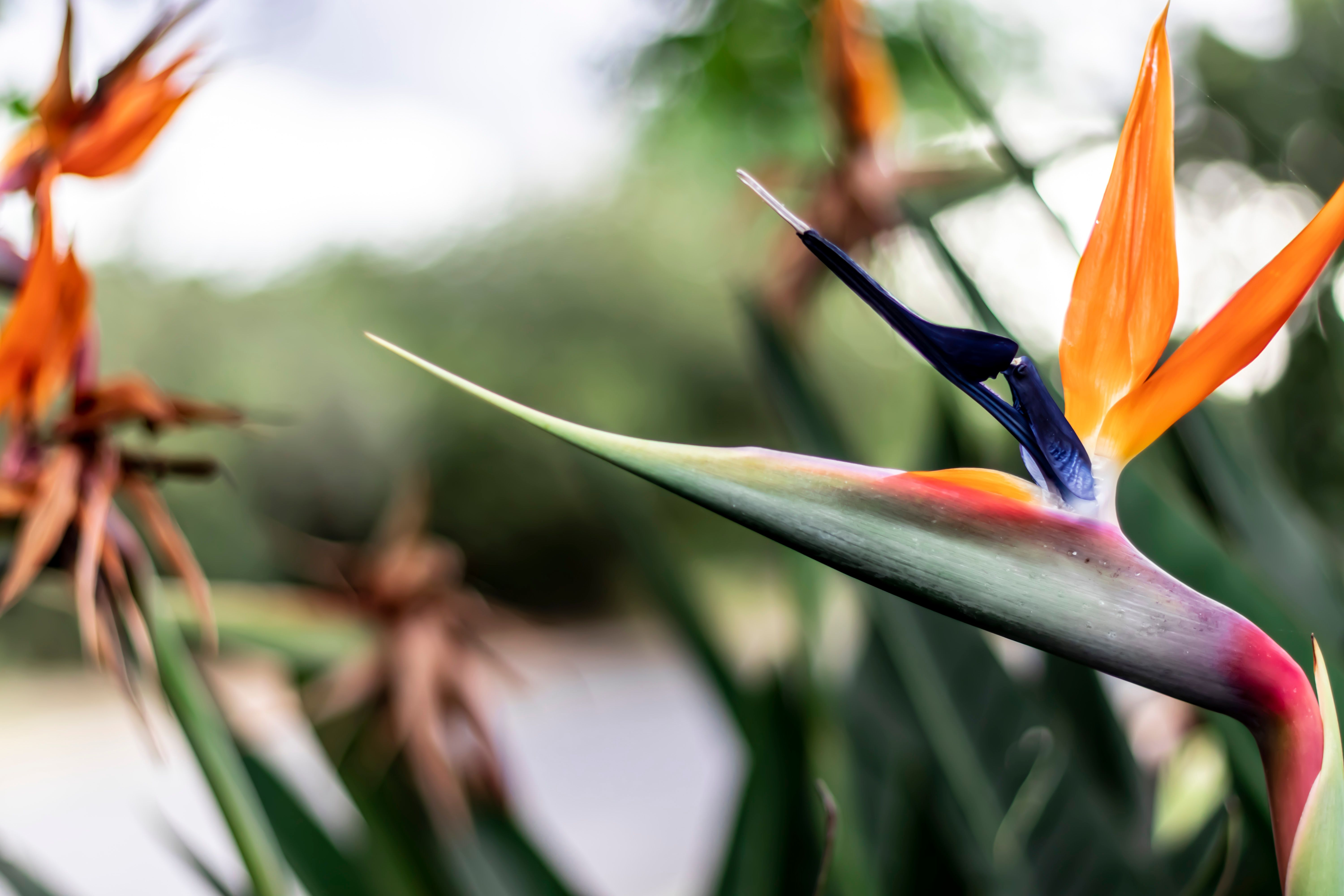 Stellenbosch Botanical Garden