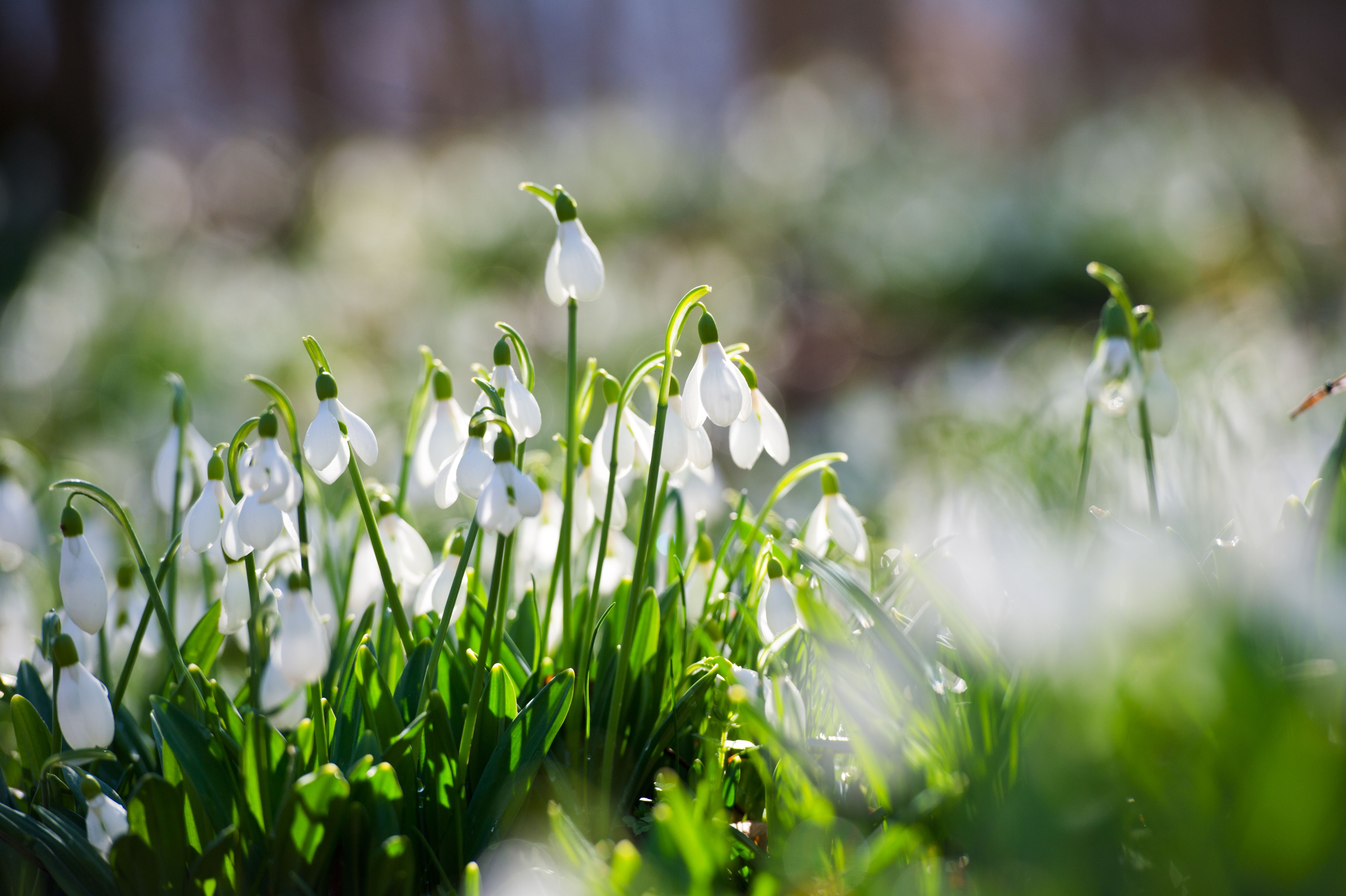 Snowdrops of Eastern Scotland