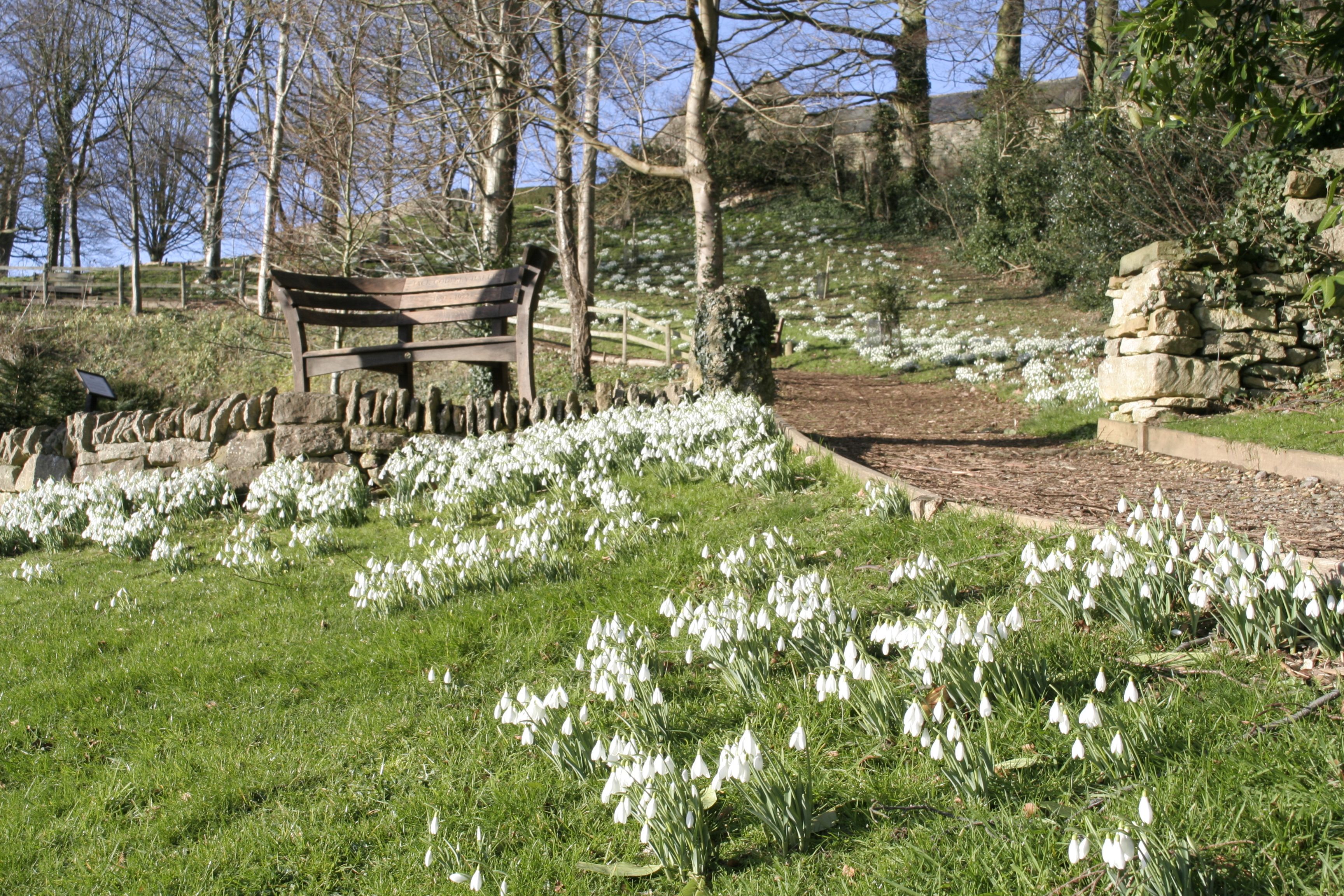 Snowdrops in the Cotswolds