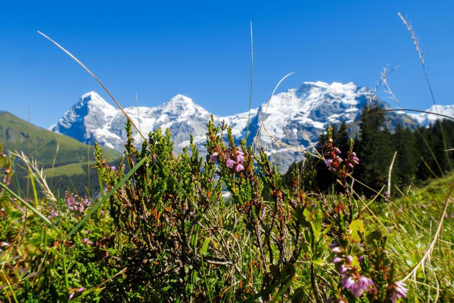 Alpine Flowers of Wengen