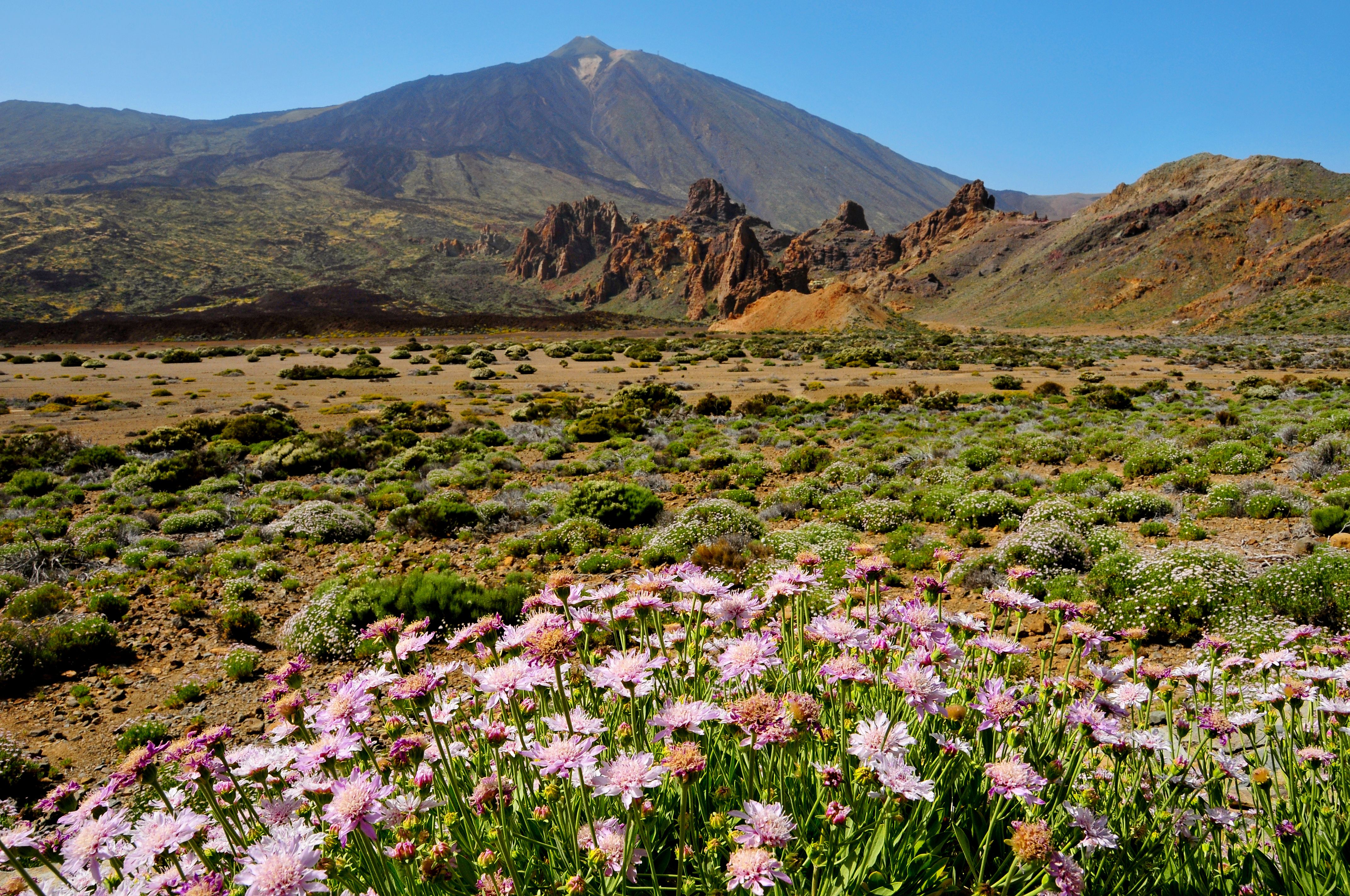 Glorious Gardens of the Canary Islands