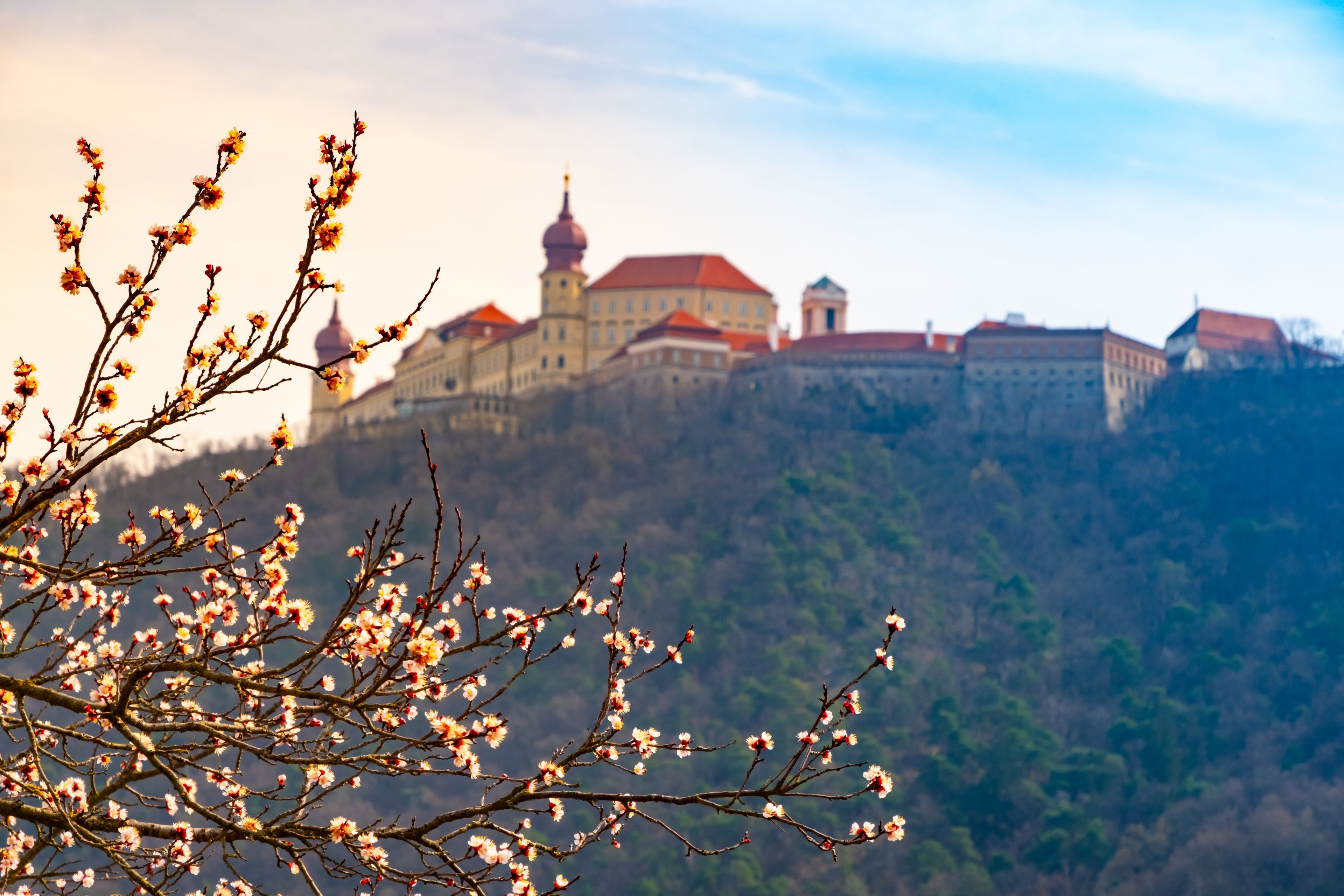 Austrian Palaces, Gardens and Apricot Blossoms