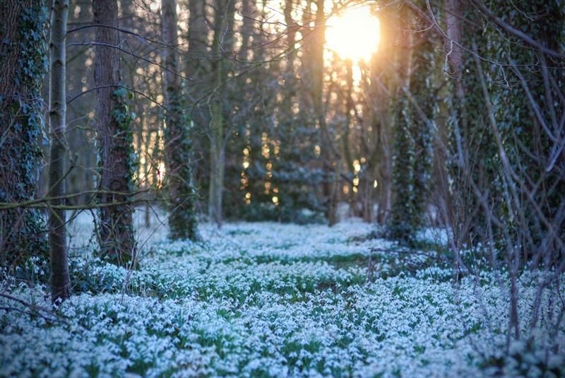 Snowdrops of East Yorkshire